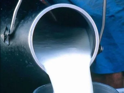 фотография продукта Молоко Сырое 700 Лт./день  в шаранге